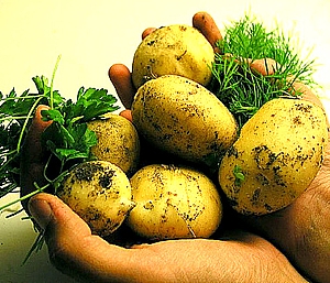 Картопля і її користь